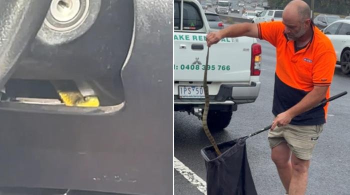 Fourth most venomous snake ‘slithers’ up driver’s leg on freeway