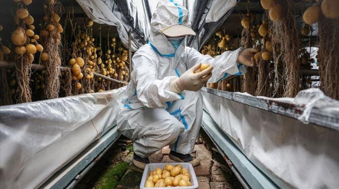 Chinese scientists grow ‘climate-proof’ potatoes as global warming soars