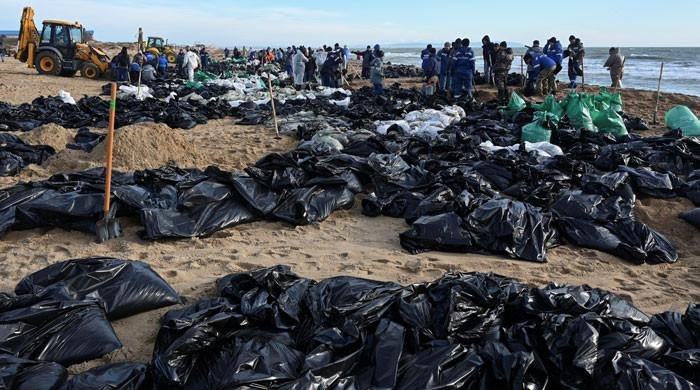 Russian oil tanker spill massacres scores of dolphins, other mammals