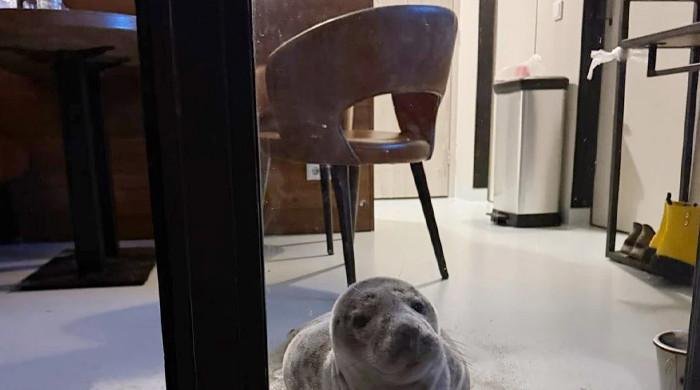 Dutch hotel gets unusual guest