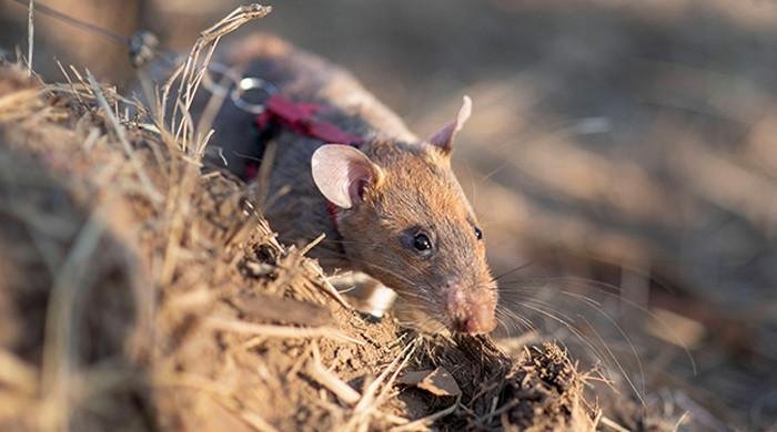 Cambodian rat registers record for sniffing out wartime landmines