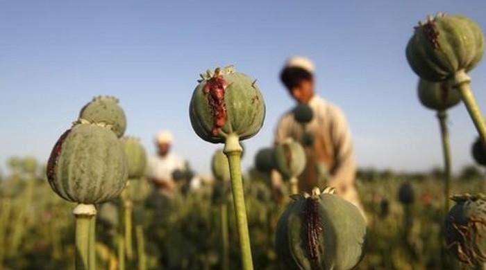 Large-scale poppy farming uncovered in KP, Balochistan