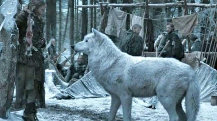 Can dire wolf grow as big as seen in Game of Thrones?