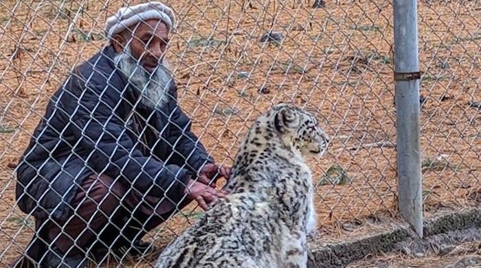New AI-powered text alerts may protect snow leopards in Pakistan