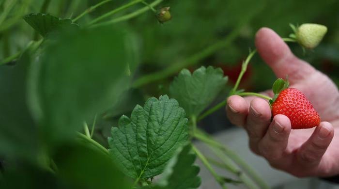 UK’s sunniest spring yields unusually sweet strawberries