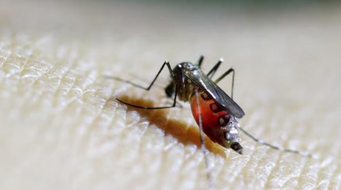 WHO raises concern about spread of mosquito-borne Chikungunya virus