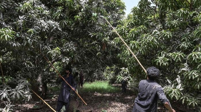 Floods put South Punjab’s mango orchards at risk of decades-long losses