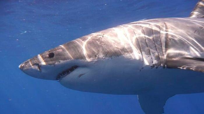 Shark bite‑resistant wetsuits could cut severe injuries: study