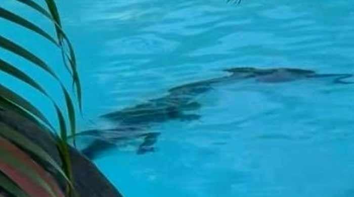 Crocodile lurks in Australian luxury hotel pool