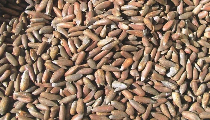 Pine Nuts available at Rs 3,000 per Kg in South Waziristan