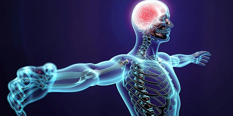 Exploring Its Potential in Neuromuscular and Structural Research