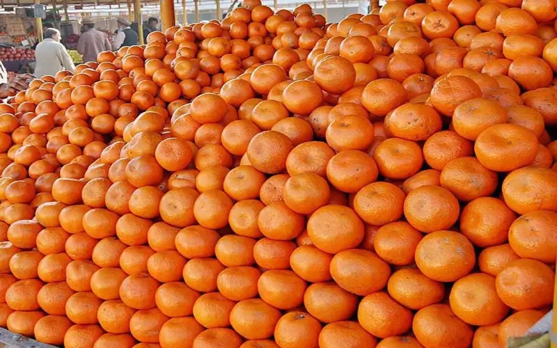 Kinnow Farmers agree to Rs1,600 per 40kg rate for export season