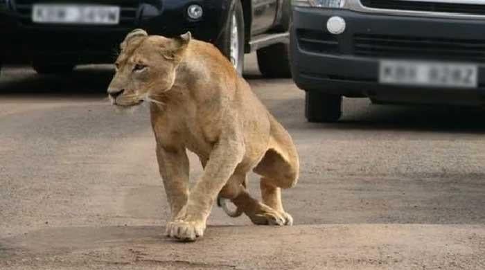 Pet lioness attacks eight-year-old girl in Lahore’s Bhekewal