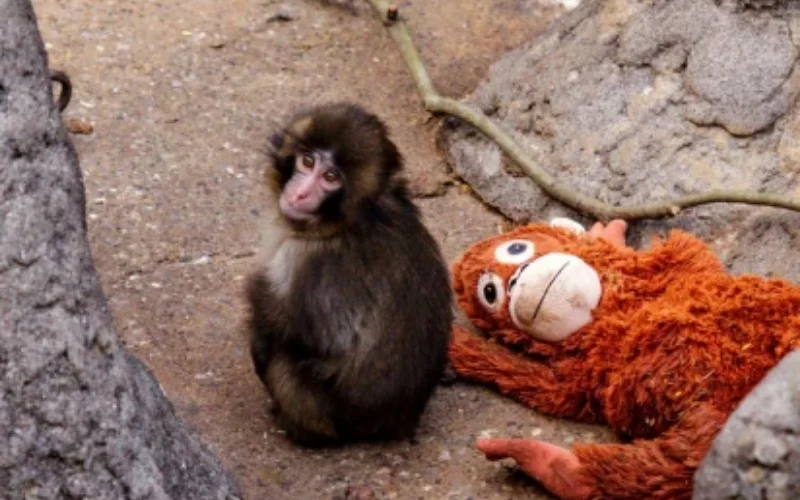Punch the monkey finds comfort in plush orangutan