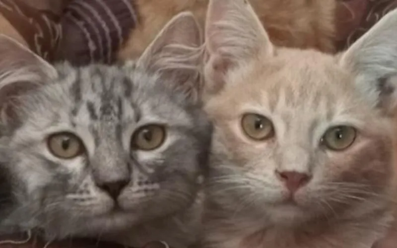 How cats could unlock new cancer treatments for humans?