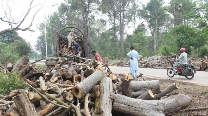 Islamabad’s paper mulberry trees cut on PMO orders, CDA tells IHC