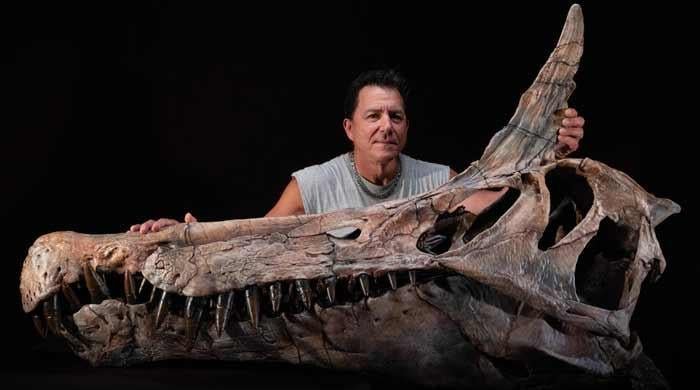 Scientists discover giant bird-like dinosaur in Niger desert