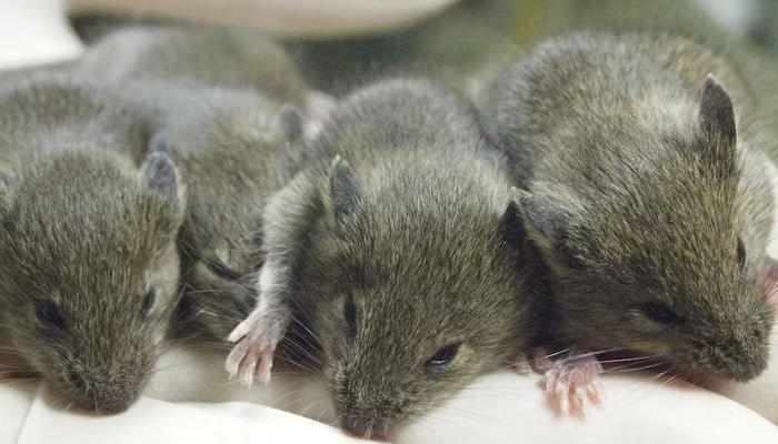 Mouse study shows repeated cloning causes grave genetic mutations