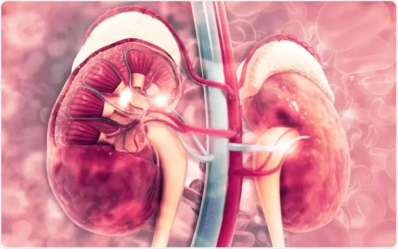Here’s everything you should know about stage 2 kidney disease