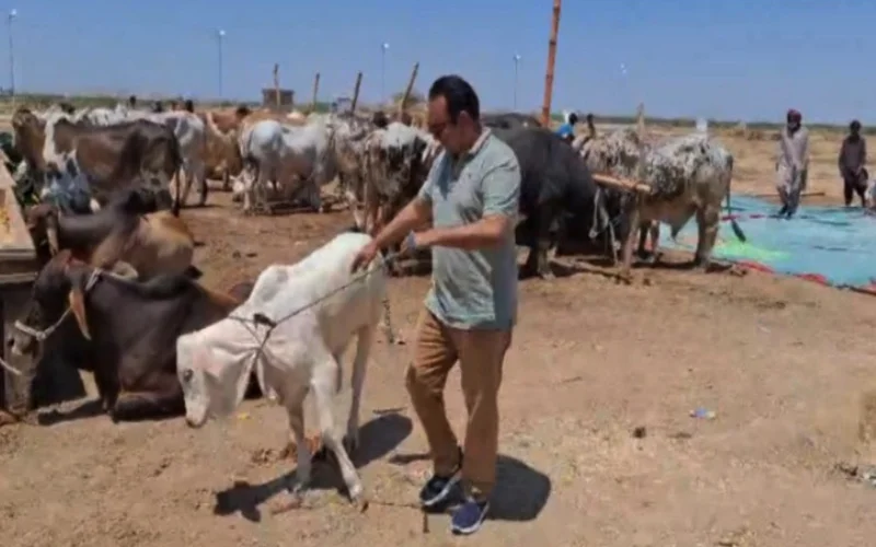 Northern Bypass ‘Awam Dost’ Cattle Mandi kicks off with first sale