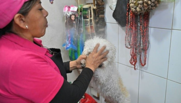 Cleaning the chakras of Ecuador’s cats and dogs