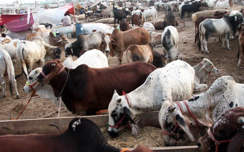 Karachi’s ‘Awaam Dost Mandi’ witnesses massive buyer influx