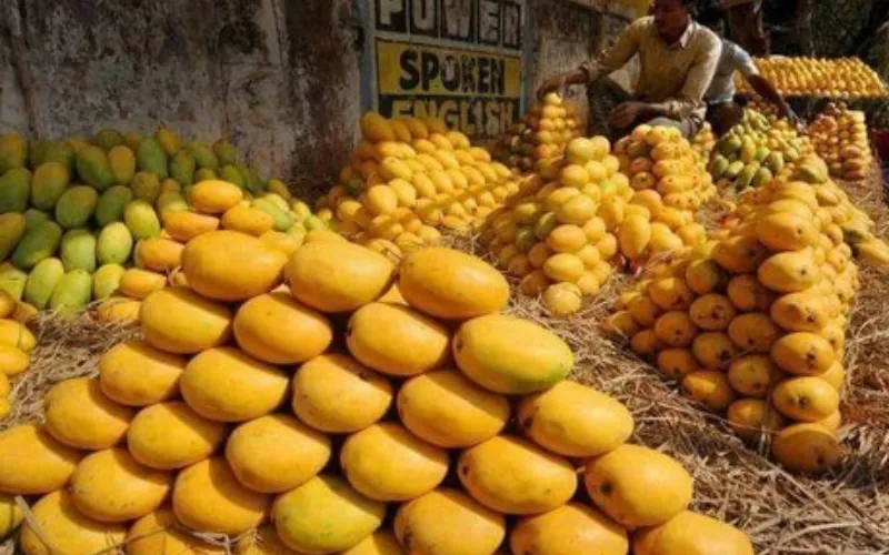 Pakistan mango exports drop as Middle East conflict hurts trade shipment