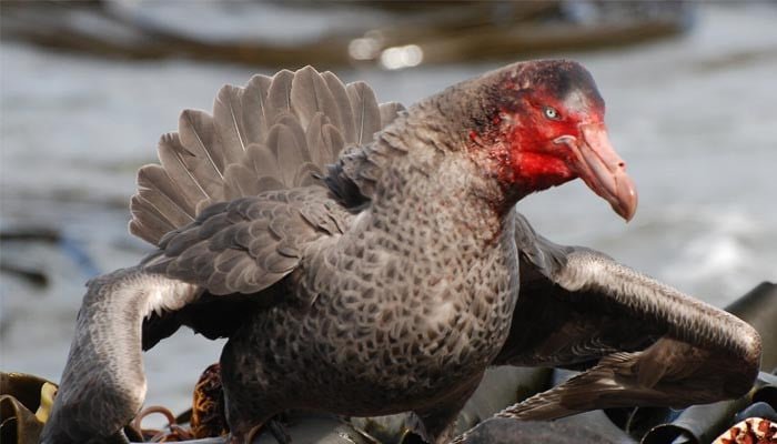Australia reports second H5N1 bird flu case in migratory seabird