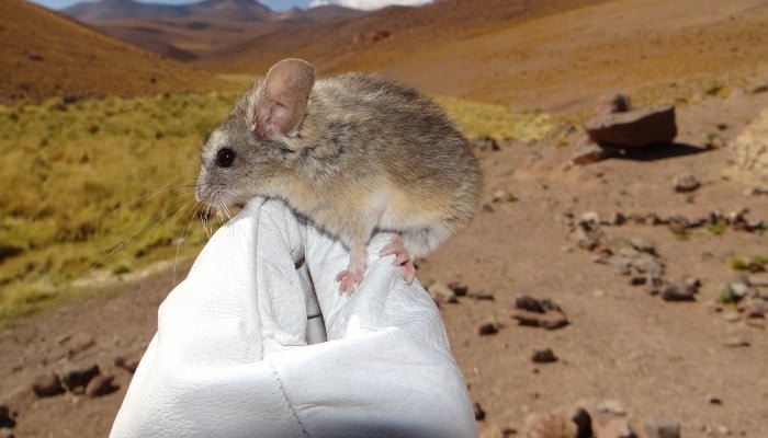 What a tiny mouse teaches us about the resilience of life