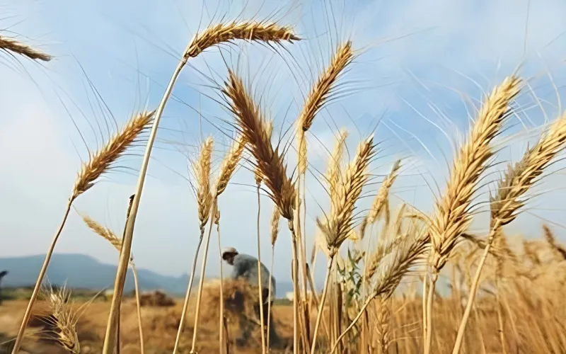 Pakistan’s wheat supply under scrutiny as production drops nearly 9%