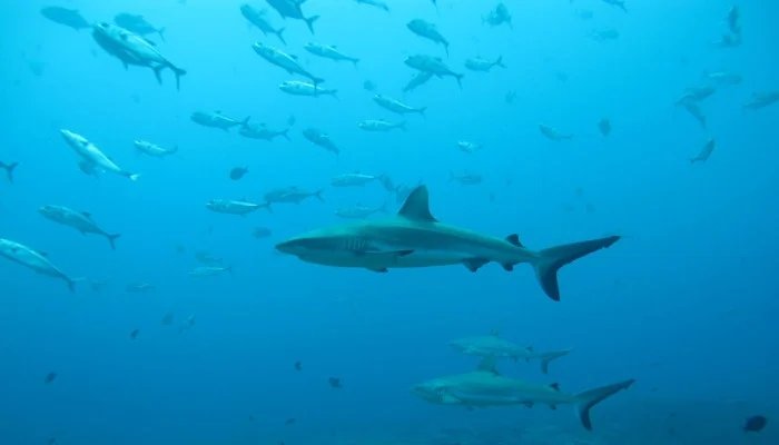 Pakistan unveils first 10-year national shark conservation plan