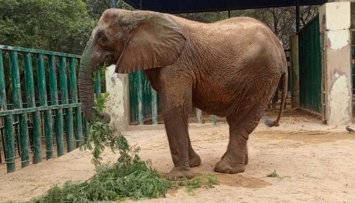 Karachi Safari Park’s female elephant Madhubala’s health deteriorates
