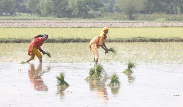 Low exports, grower woes mar paddy season