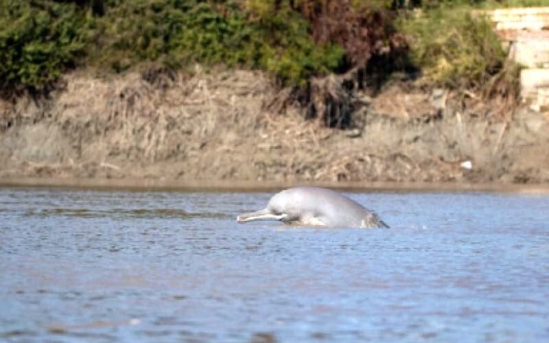 Rare dolphin rescued from Chenab River