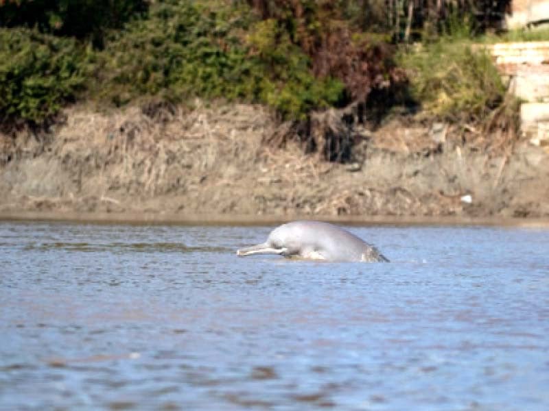 Rare dolphin rescued from Chenab River