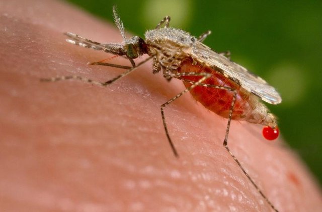 Over 117,000 malaria cases reported in Sindh this year