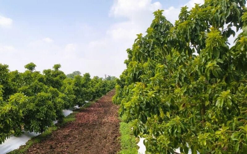 From 'dog fruit' to darling: India's avocado boom