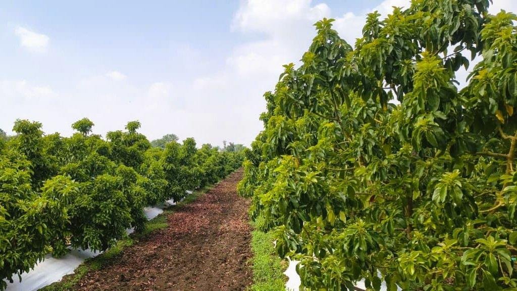 From 'dog fruit' to darling: India's avocado boom