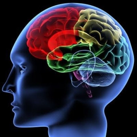 Scientists reveal mechanism behind evolution of brain folds regulated by ancient gene