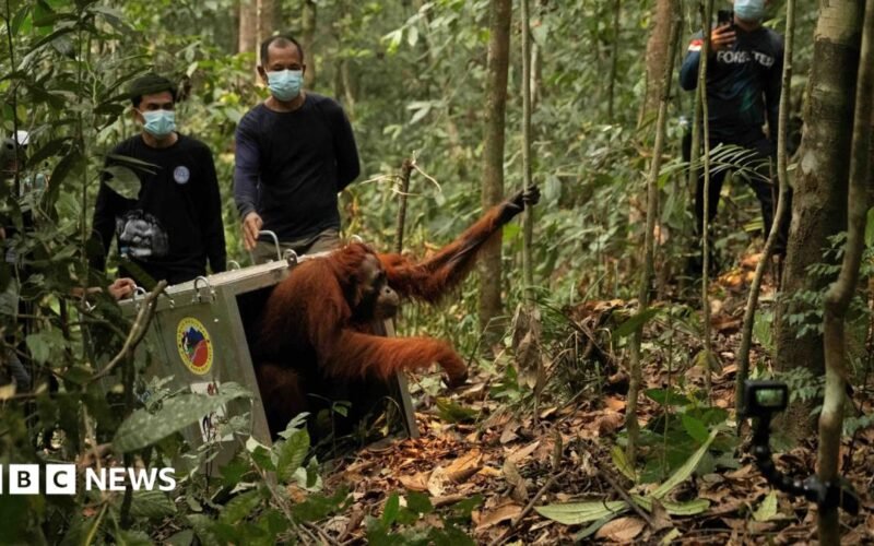 Watch: Endangered orangutans released back into the wild after Borneo fires