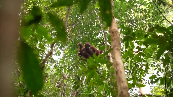Eight orangutans find new forest home in Indonesia after wildfire rescue