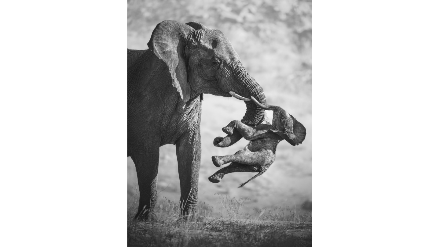 Pictured: Winning entries for Wildlife Photographer of the Year 2026