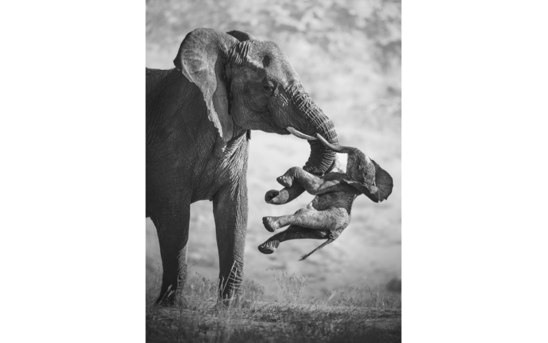 Pictured: Winning entries for Wildlife Photographer of the Year 2026