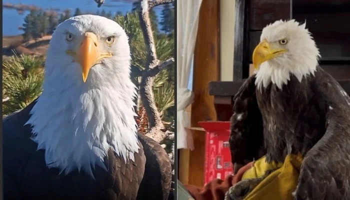 What led to Jackie the Big Bear eagle’s death? New necropsy update offers clues