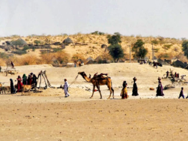 Tharis on the move as drought drives livestock exodus