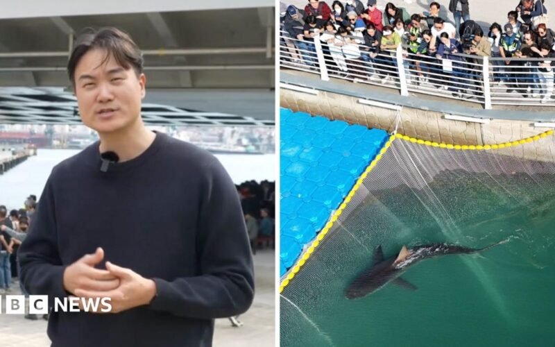 Huge crowds watch attempt to save shark stranded in South Korean canal