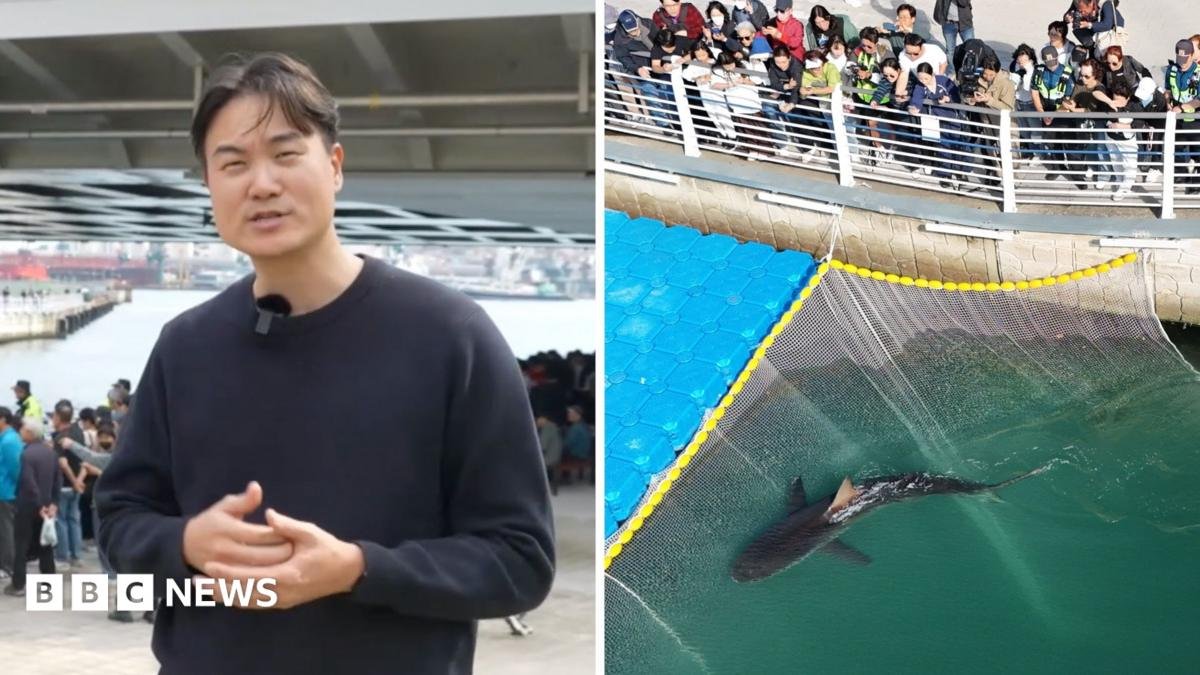 Huge crowds watch attempt to rescue shark stranded in South Korean canal