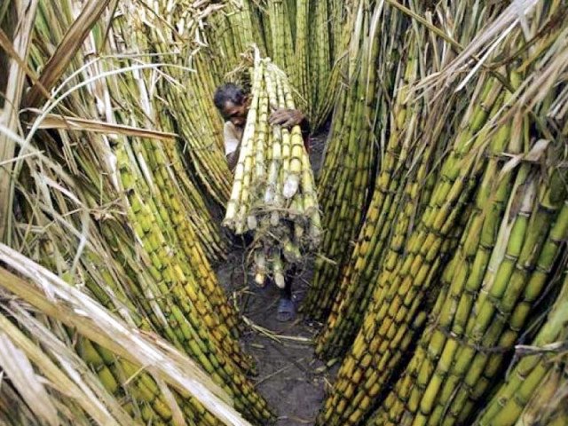 Middlemen continue to exploit sugarcane growers