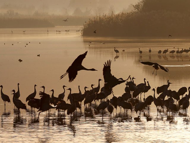 Wildlife raid exposes illegal bird trade, nearly 1,700 carcasses seized