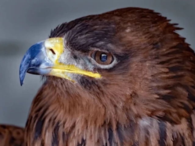 Tawny eagles’ pair spotted in RY Khan
